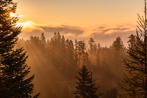 Jamrooferpix - stock.adobe.com